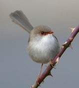 Superb Fairy-wren (Female)