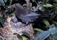 Common Blackbird (Female)