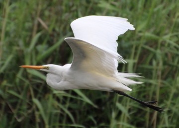 Great Egret -In flight- 29-10-2014