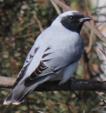 Black-faced Cuckoo-shrike  12-09-2014