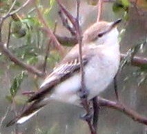 White-winged Triller(Non Breeding M)