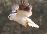 Black-shouldered Kite - Hover 12-09-2014