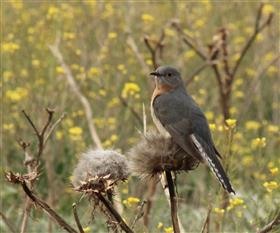 Fan-tailed Cuckoo 6-09-2014