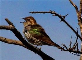 Horsfield's Bronze Cuckoo 10-11-2014