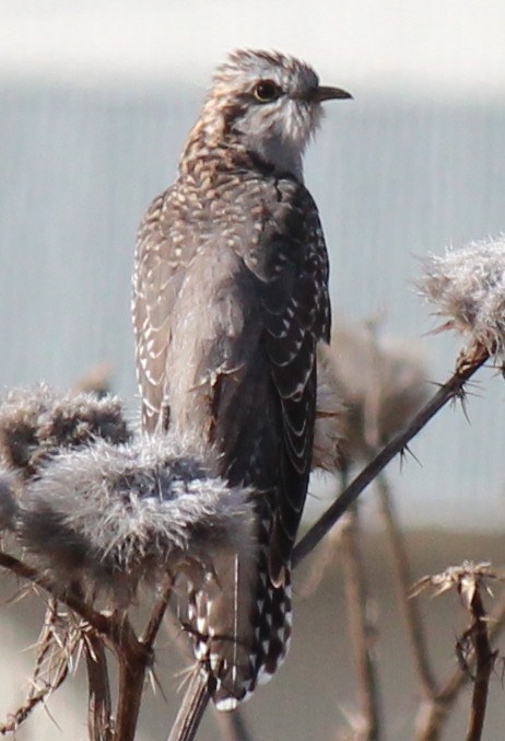 Pallid Cuckoo (immature) 12-09-2014