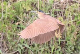 Nankeen Night Heron (Breeding-White Crest) 14-12-2014