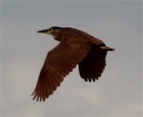 Nankeen Night Heron 14-12-2014