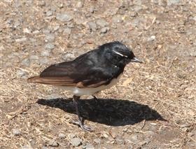 Willie Wagtail - Young - No tail  04-12-2014