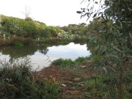 Memorial Riparian 2011