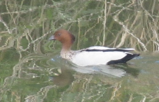 Australian Wood Duck 3/05/2014