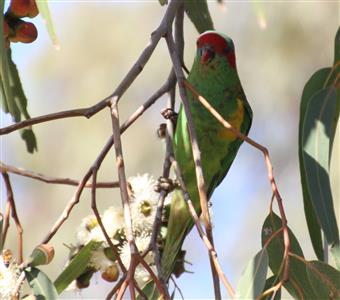 Musk-Lorikeet-27-03-2015-(2)