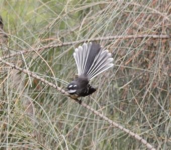 Grey Fantail 09-04-2015