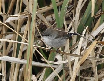 Superb Fairy-wren (M-NonBreeding) 09-04-2015