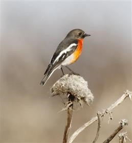 Flame Robin - Male 29-05-2015