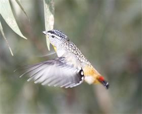 Spotted Pardalote 26-05-2015