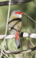 Red-browed Finch 29-05-2015