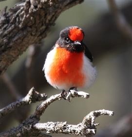 Red-capped-Robin-10-08-2015-Long-Forest
