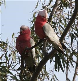 Galah-24-08-2015