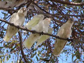 Little-Corella-25-01-2015