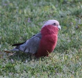 Galah-28-09-2015