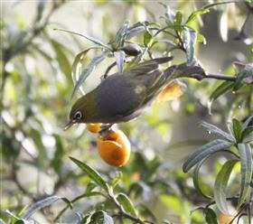 Silvereye-15-06-2015