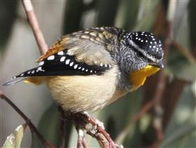Spotted-Pardalote-11-06-2015