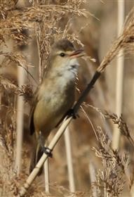 Australian-Reed-Warbler-30-10-2015