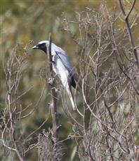 Black-faced-Cuckoo-shrike-30-10-2015