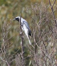 Black-faced-Cuckoo-shrike-30-10-2015