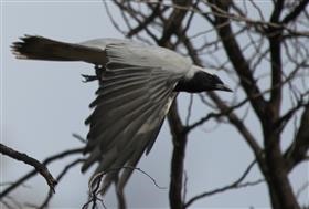 Black-faced-Cuckoo-shrike-30-10-2015