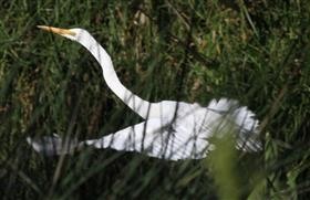 Great-Egret-28-10-2015