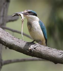 Sacred-Kingfisher-27-12-2015