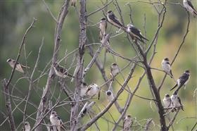 Tree Martins 05-01-2016