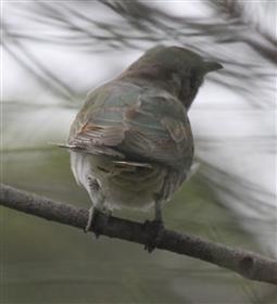 Shining Bronze Cuckoo - 09-01-2016