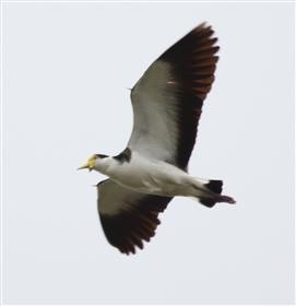 Masked-Lapwing-17-09-2015