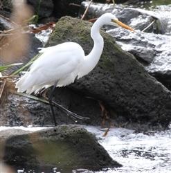 Great-Egret-08-08-2015