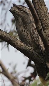 Tawny-Frogmouth-21-04-2016-(2)