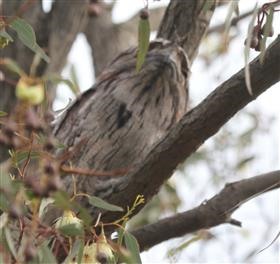 Tawny-Frogmouth-21-04-2016-(3)