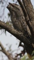 Tawny Frogmouth 21-04-2016