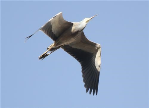 White-necked-Heron-01-04-2016