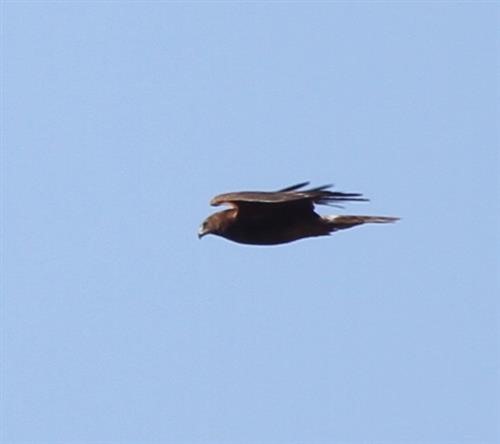 Swamp-Harrier-01-07-2016-(2)