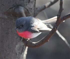 Rose-Robin-20-08-2016