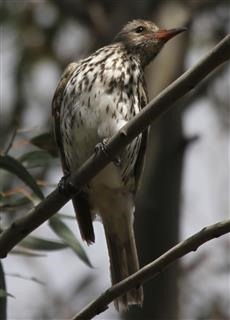 Olive-backed-Oriole-25-11-2016 (7)