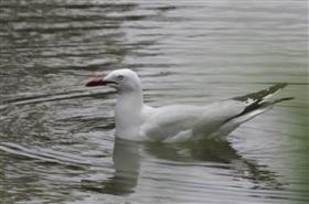 Silver-Gull-27-11-2016-(1)