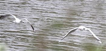 Silver-Gull-27-11-2016-(2)