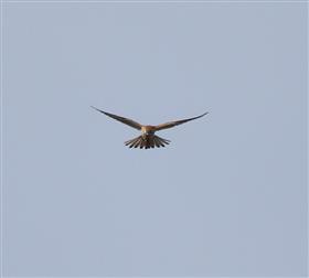 Nankeen-Kestrel-03-07-2016-(1)