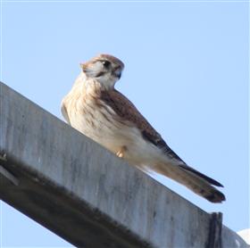 Nankeen-Kestrel-03-07-2016-(6)