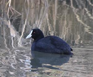 Eurasian-Coot-03-07-2016