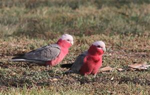 Galah-19-04-2016