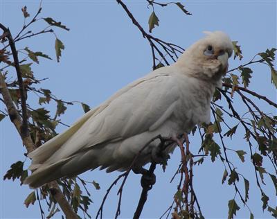 Little-Corella-19-01-2016